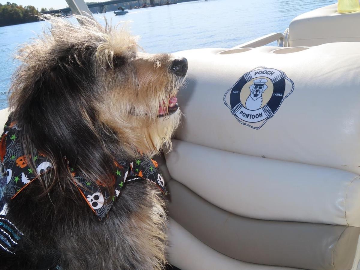 The Pooch Pontoon