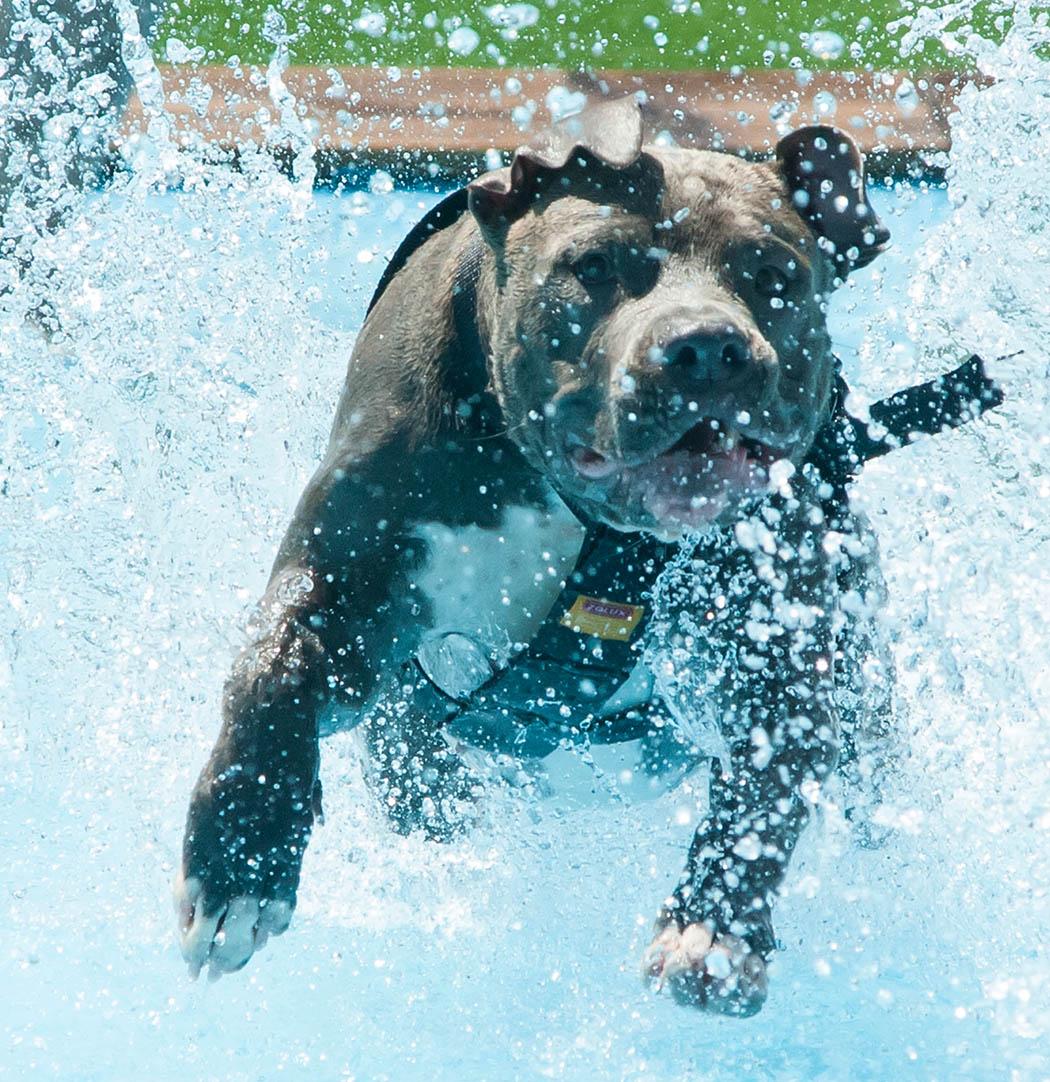 Perros al Agua