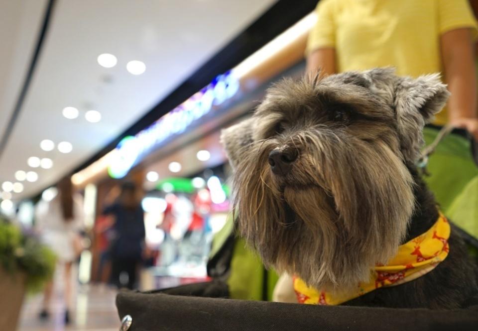 Boulevard Shopping