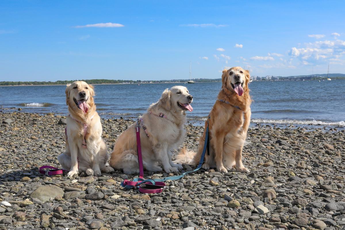 Castle Island Beach