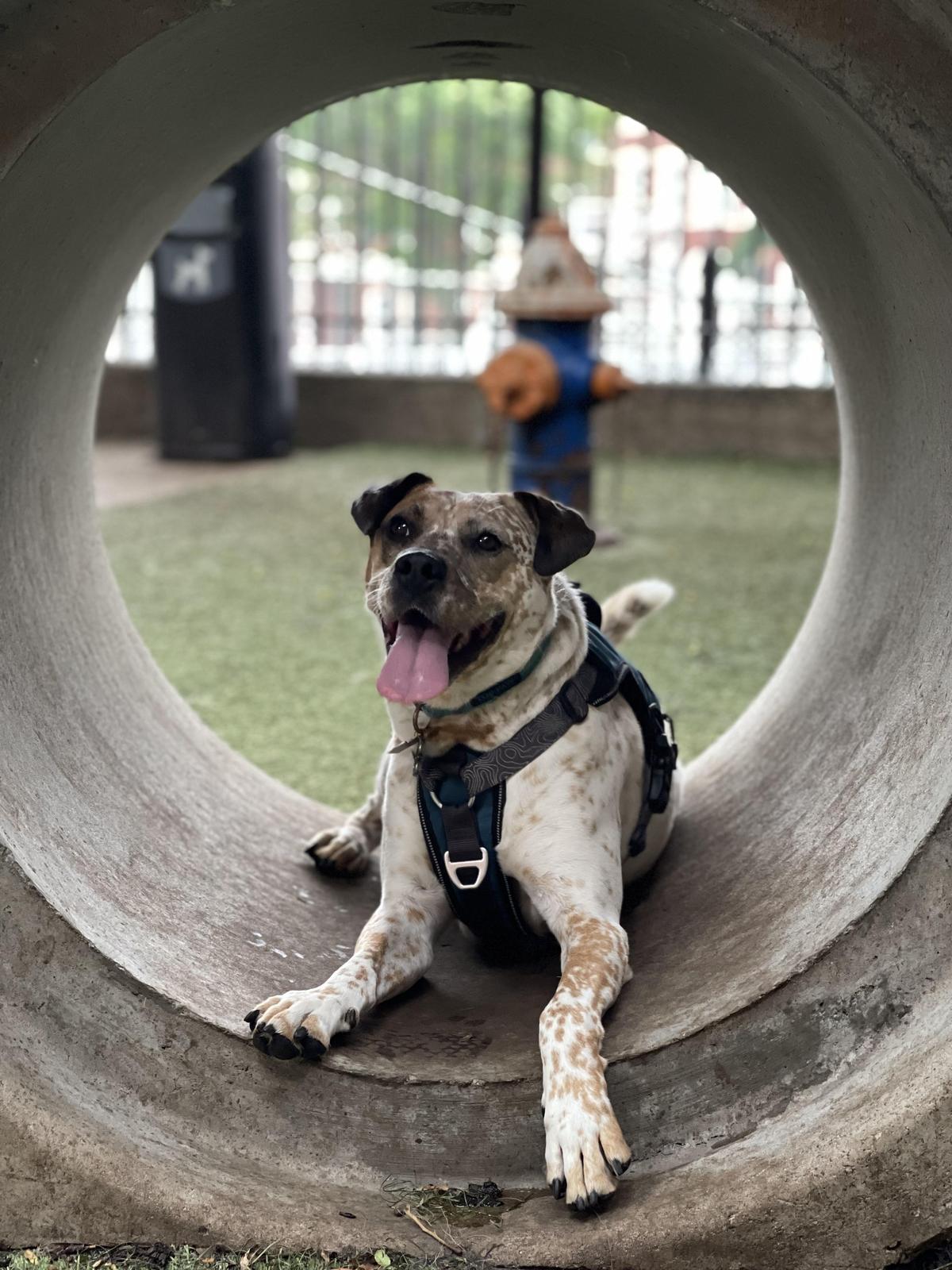 RUFF North End Dog Park