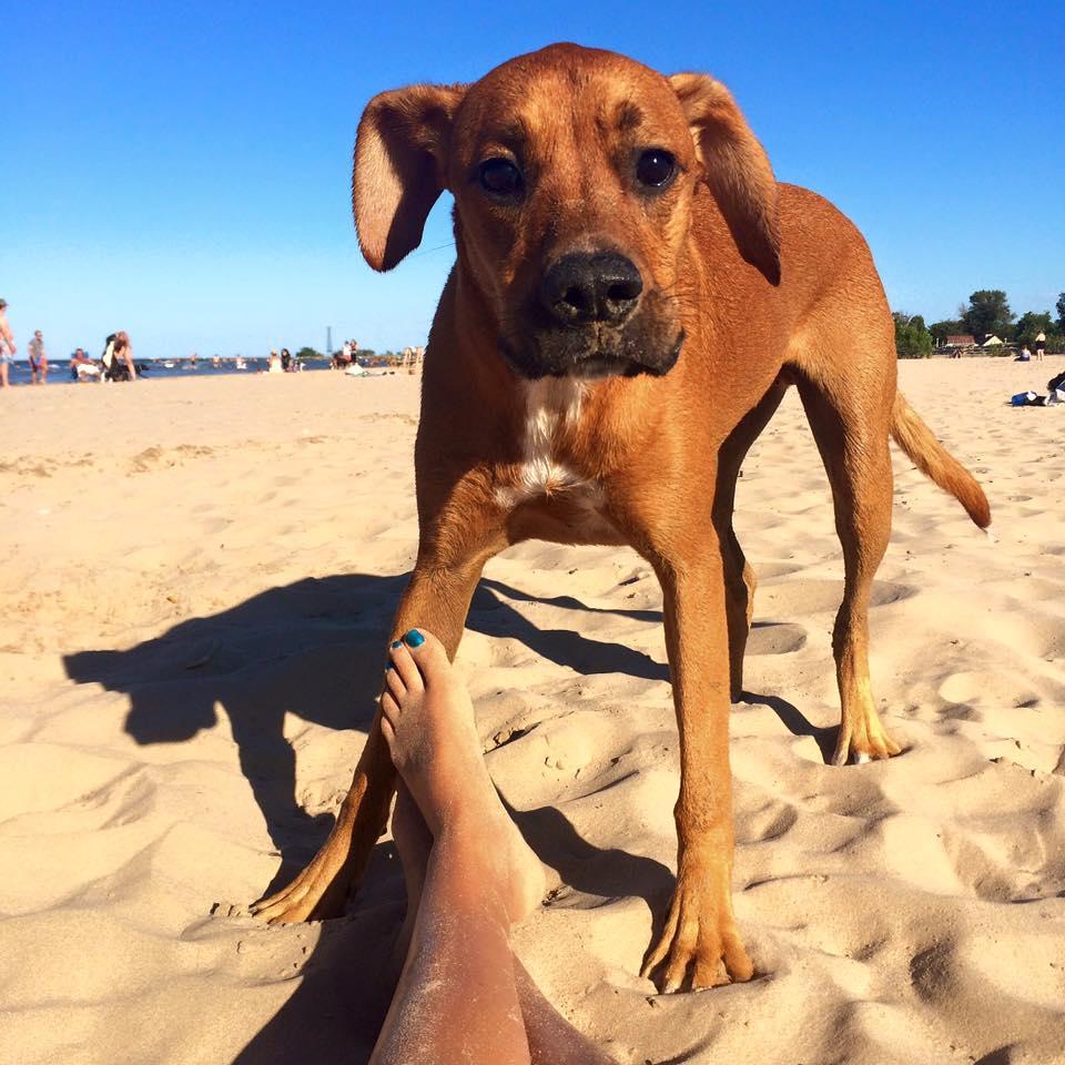 Montrose Dog Beach