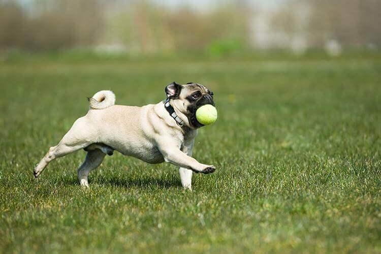 Dog Park at Parco di Villa Strozzi