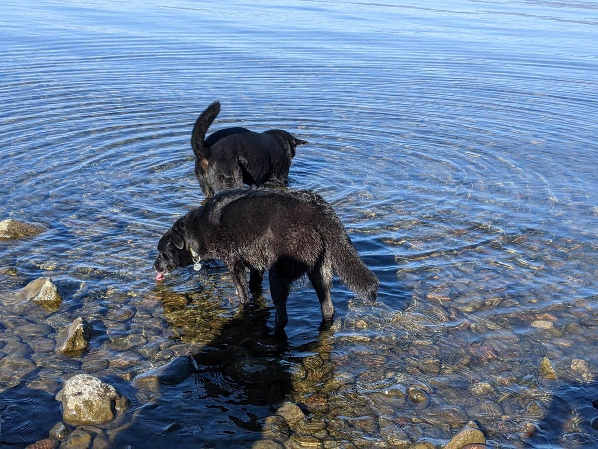 Cedar Creek Dog Park