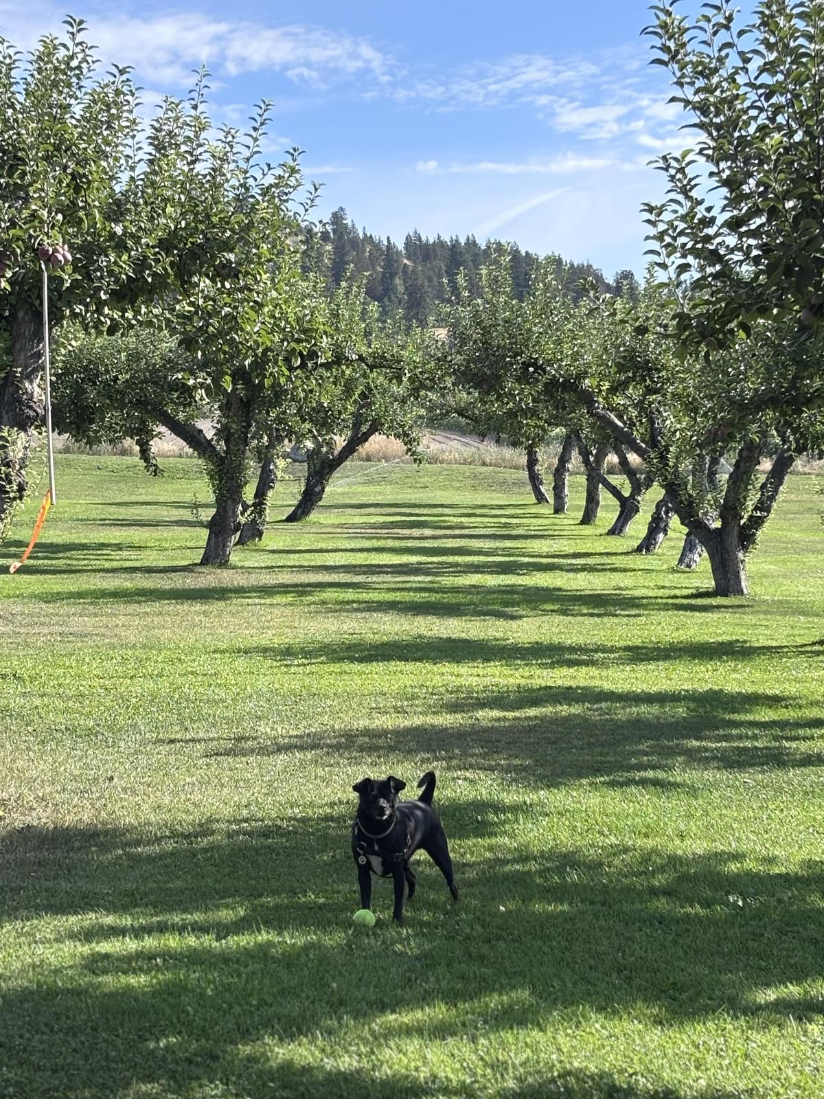 Apple Valley Orchard & RV Park