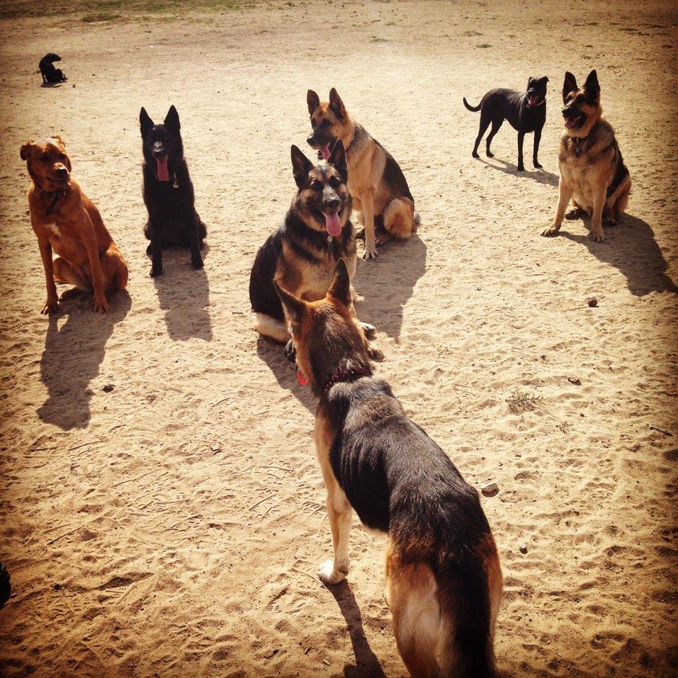 Laurel Canyon Dog Park
