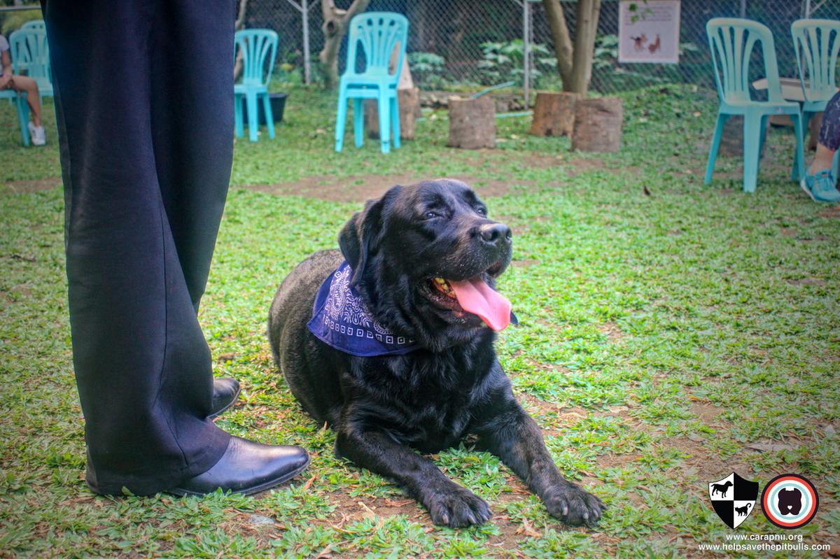 Ayala Alabang Village Dog Park