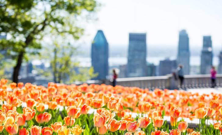 Mount Royal Park