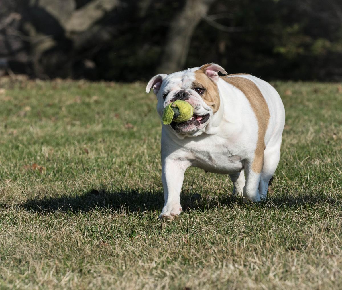 Parc Sir-Wilfrid-Laurier Dog Park