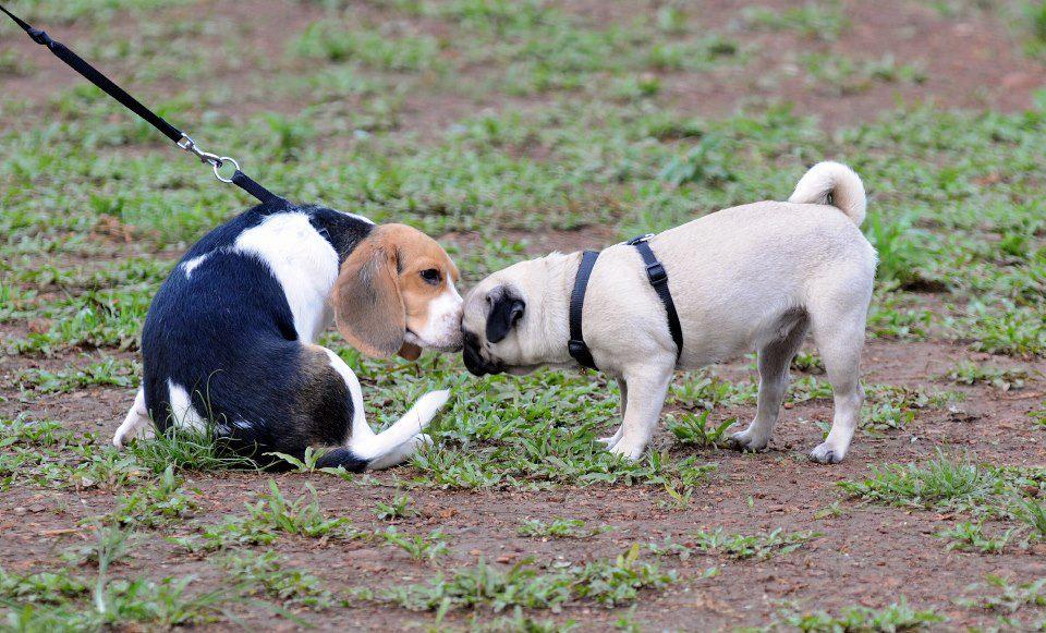 Yari Road Pet Park