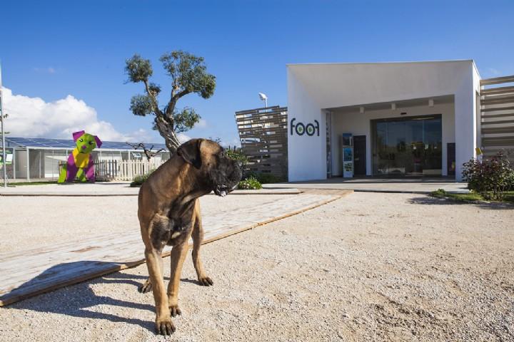 Foof Dog Museum