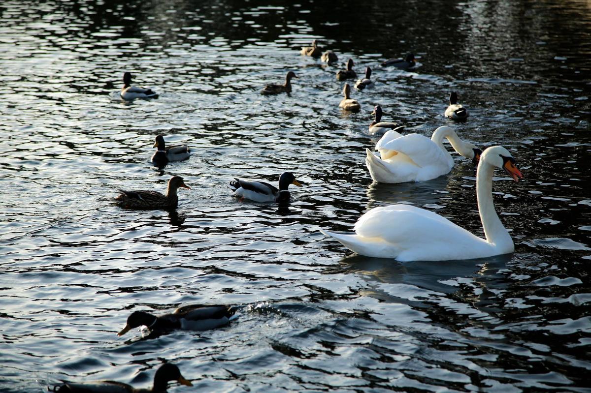 Bois de Boulogne