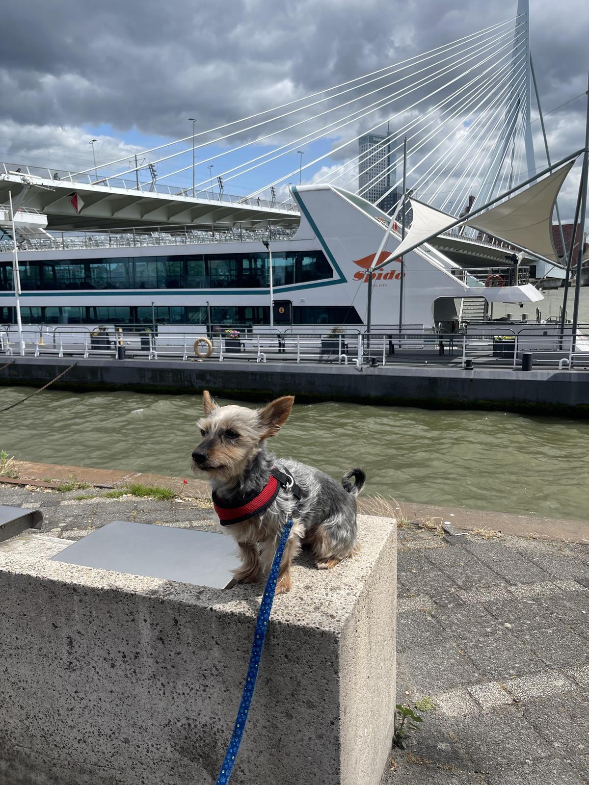 Royal Spido Rotterdam Harbor Tours