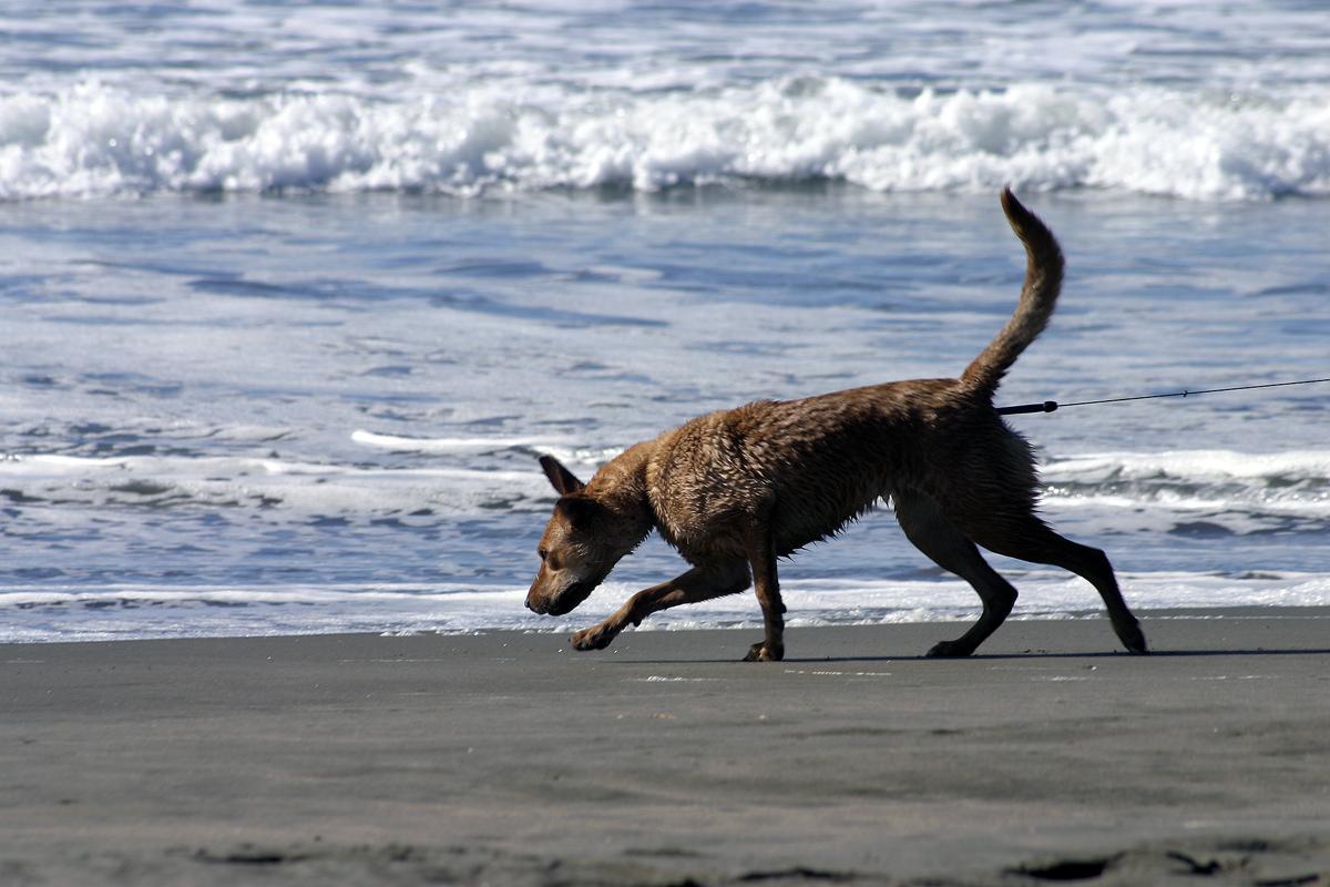 Ocean Beach