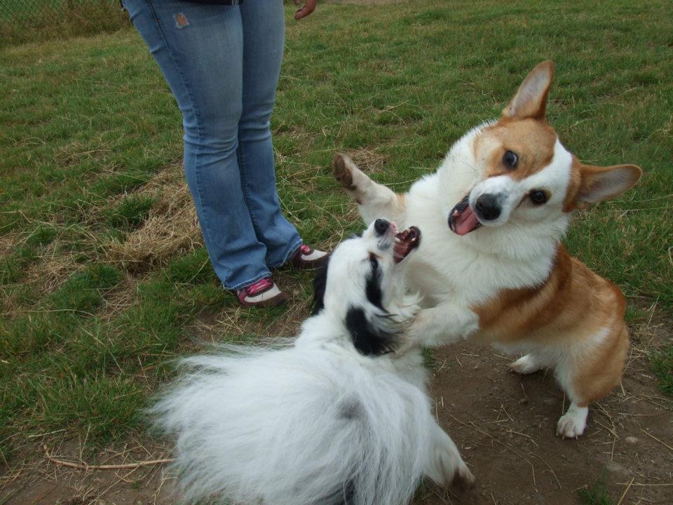 Westcrest Park Off-Leash Area