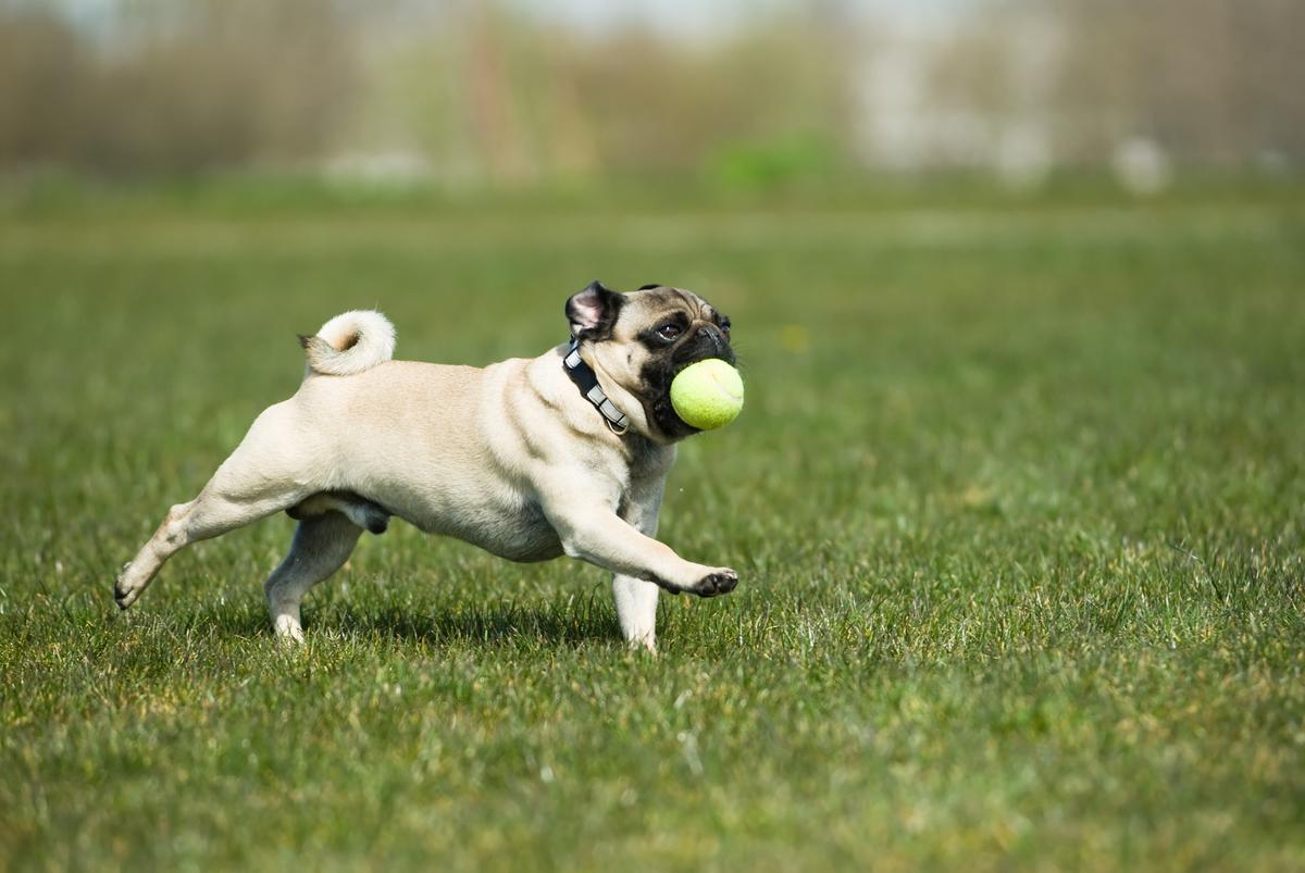 Yoyogi Park dog run