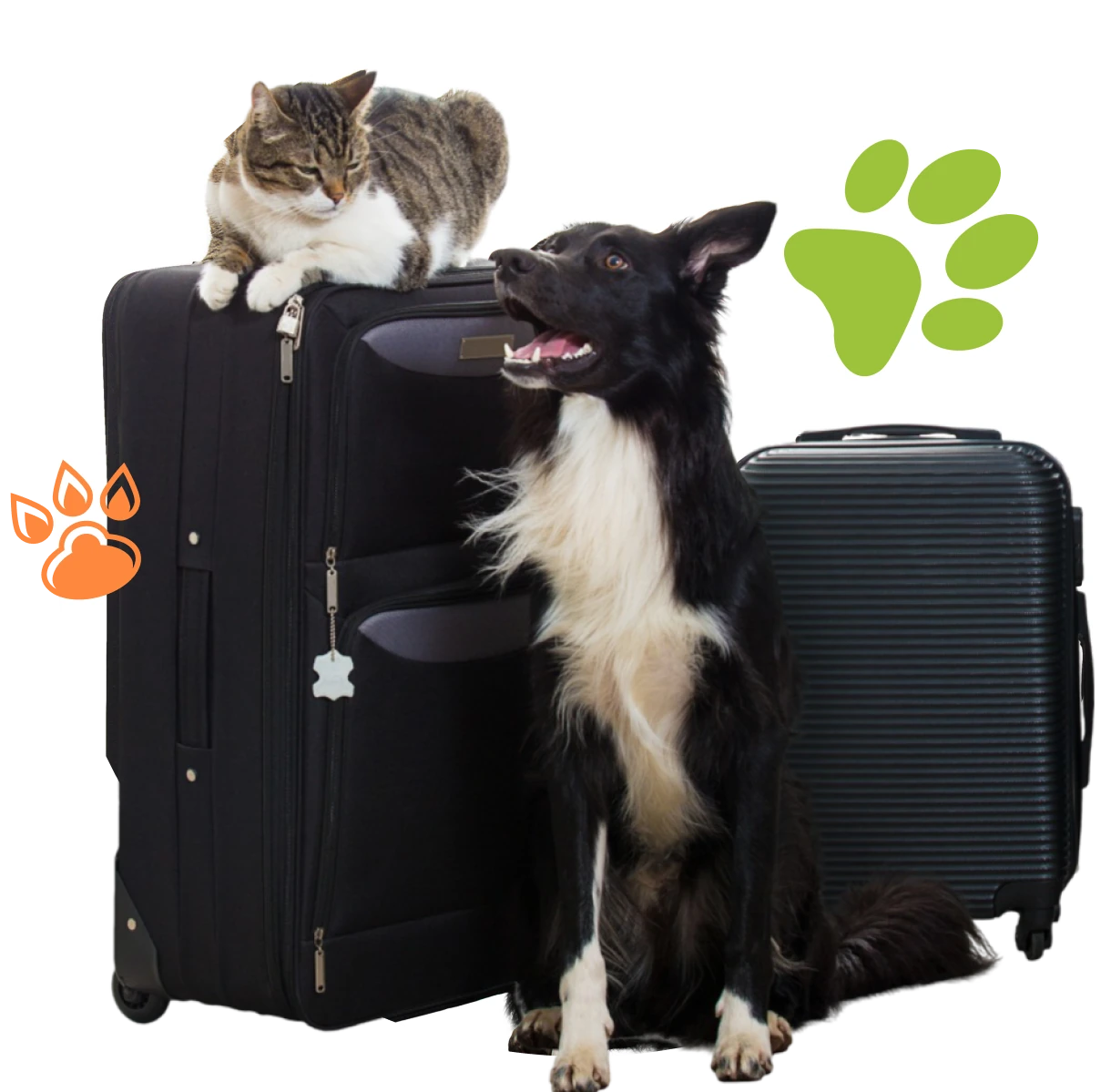 Pet ready for international relocation with Paws en route and Compass