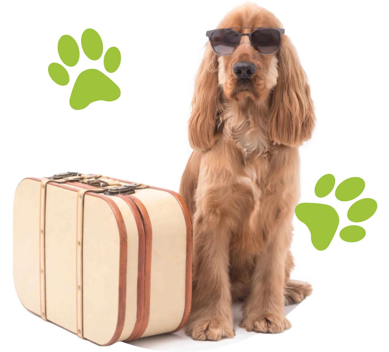 World map showing Paws en route international pet transport destinations