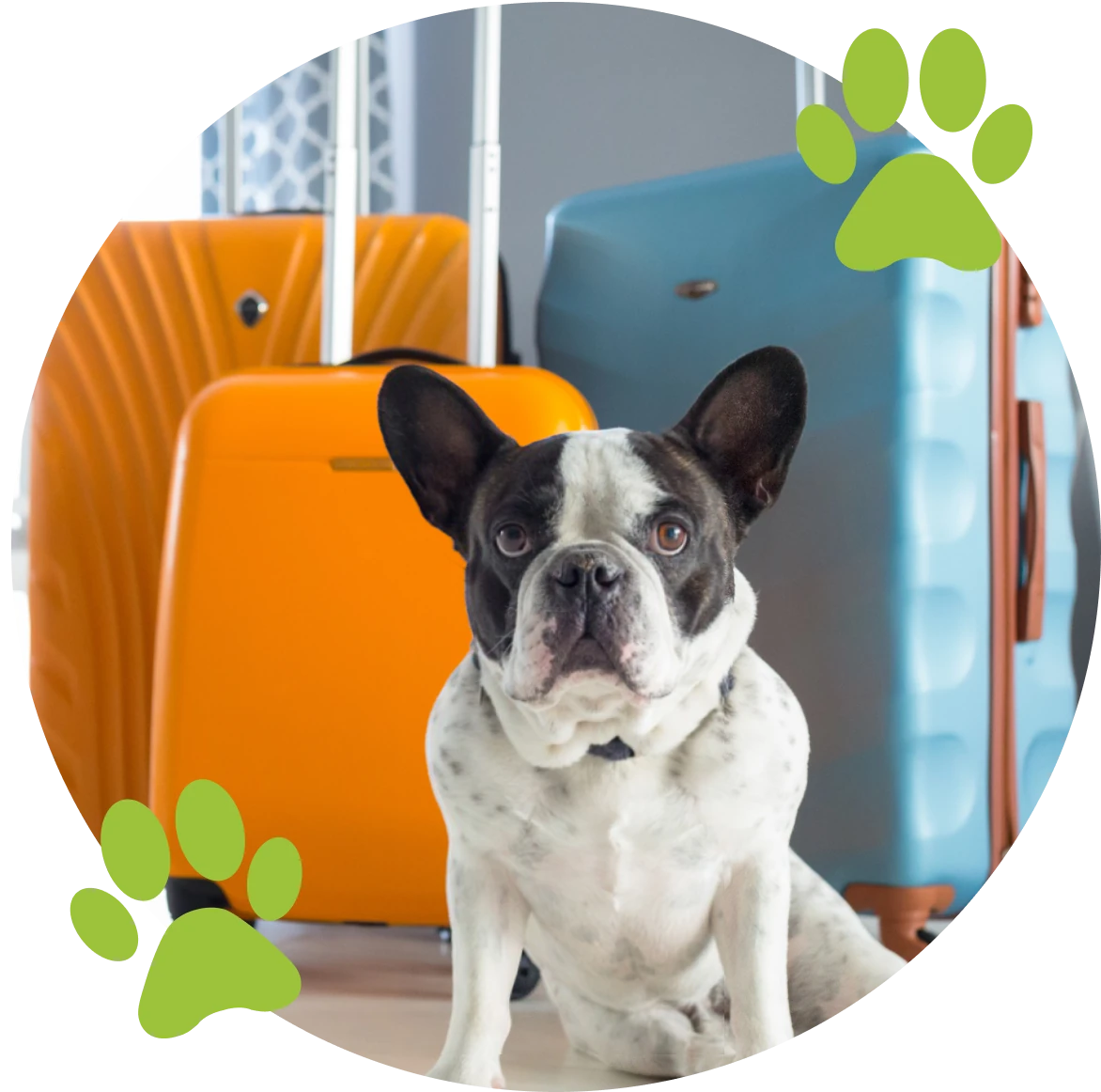 Paws en route guardian providing specialized care for a brachycephalic breed before a flight