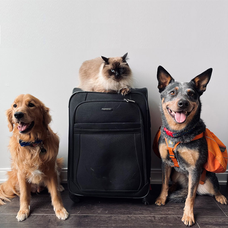 Pet guardian with a dog at the airport, ready for a stress-free flight with Paws en route